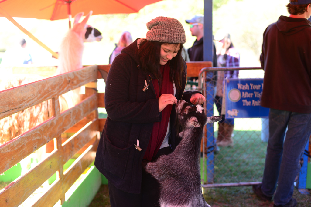 Ajax Pumpkinville