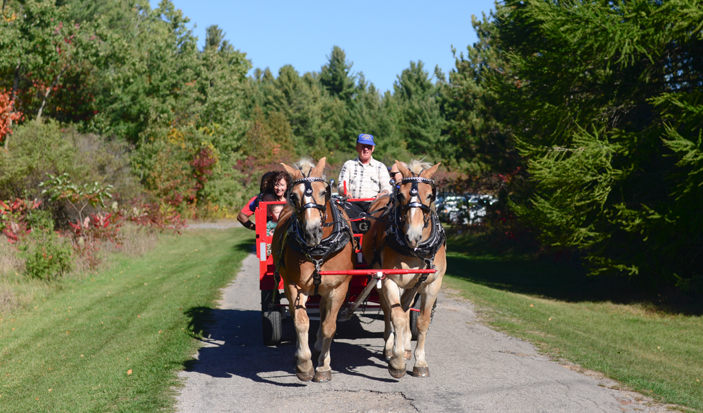 Ajax Pumpkinville