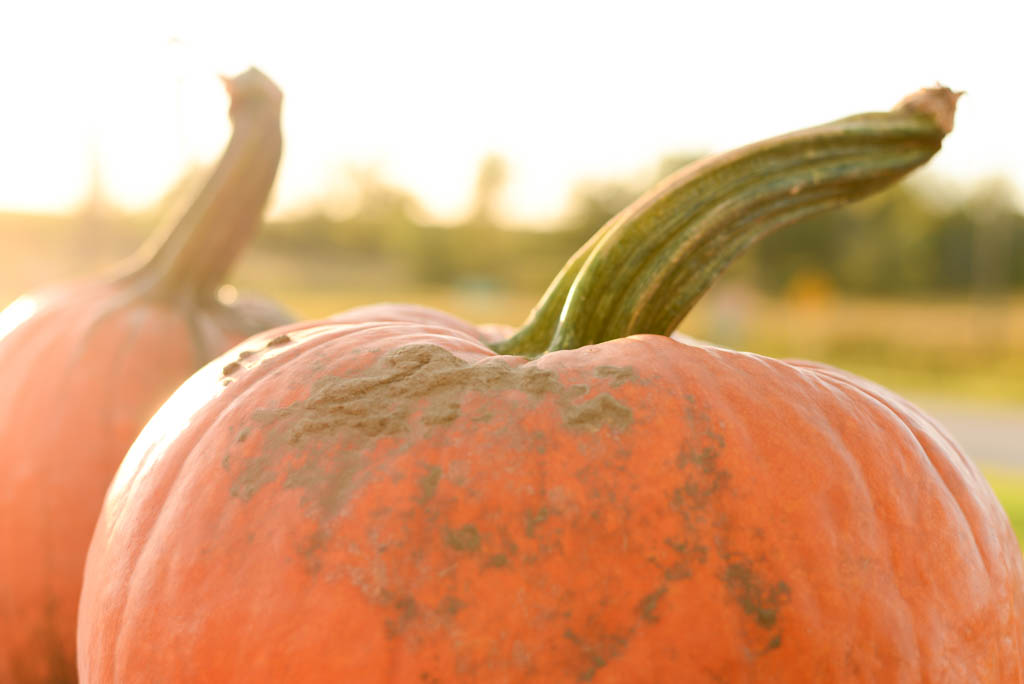 Pumpkins at Pingles Farm Market 