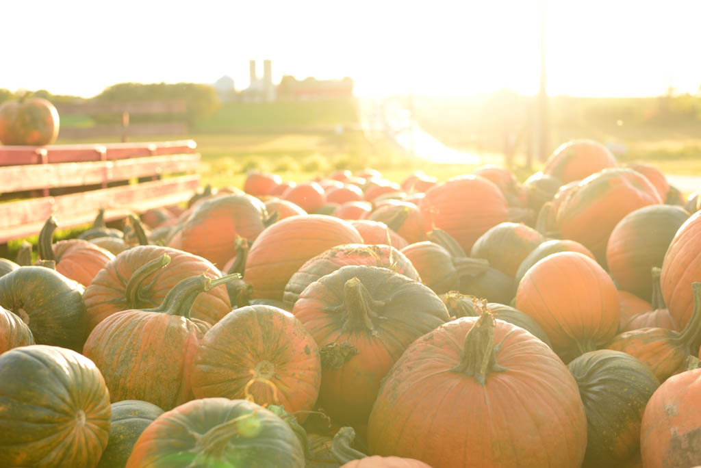 Pumpkins at Pingles Farm Market 