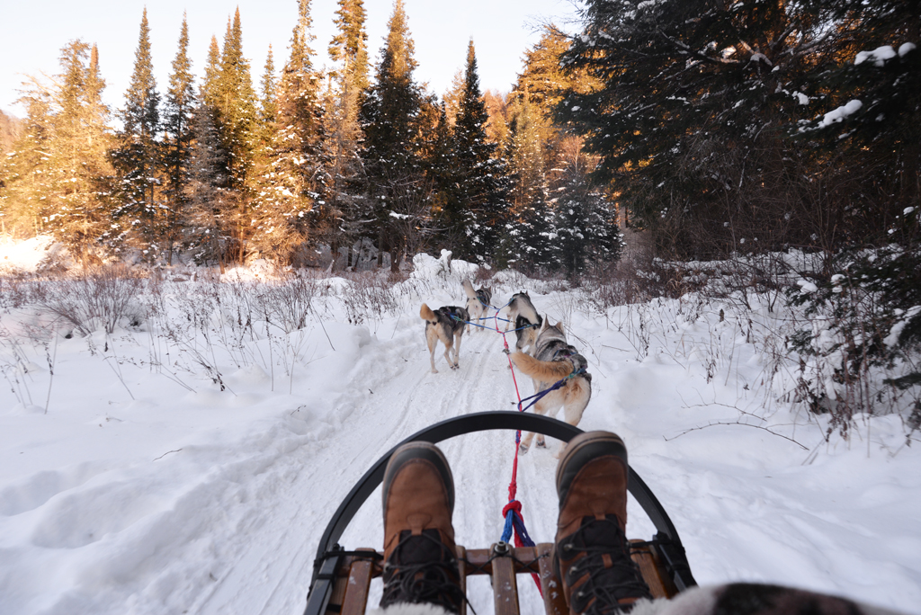 Winterdance Dog Sled Tours