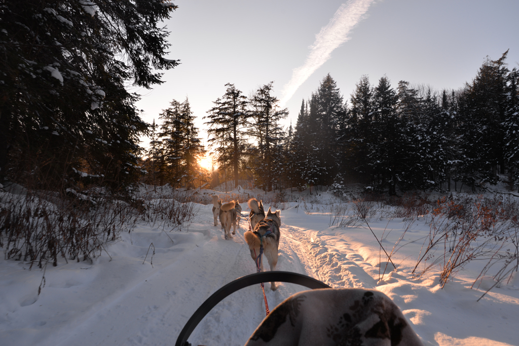 Winterdance Dog Sled Tours