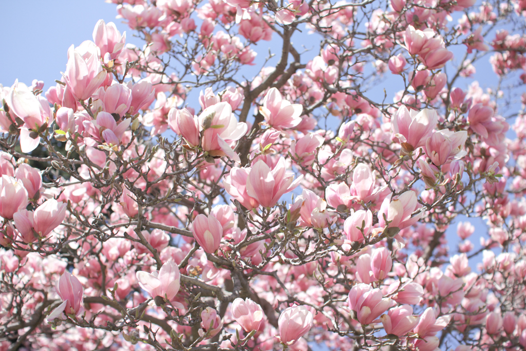 Cherry Blossom Season in Washington, DC