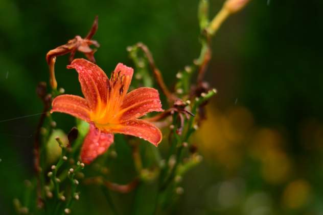 garden-rain-6-of-7