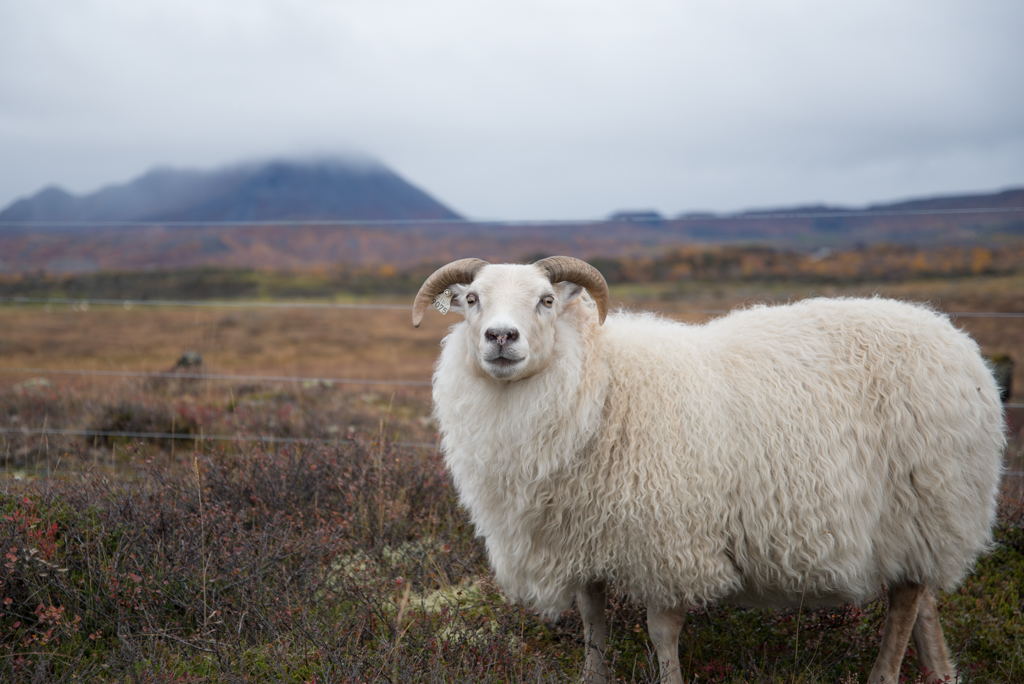 Myvatn Iceland