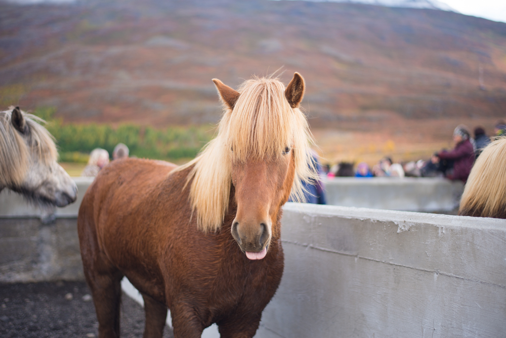 Dalvik iceland