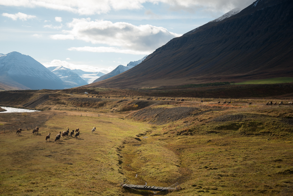 Dalvik iceland