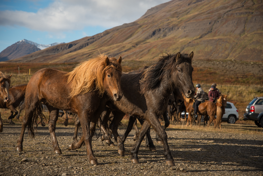 Dalvik iceland