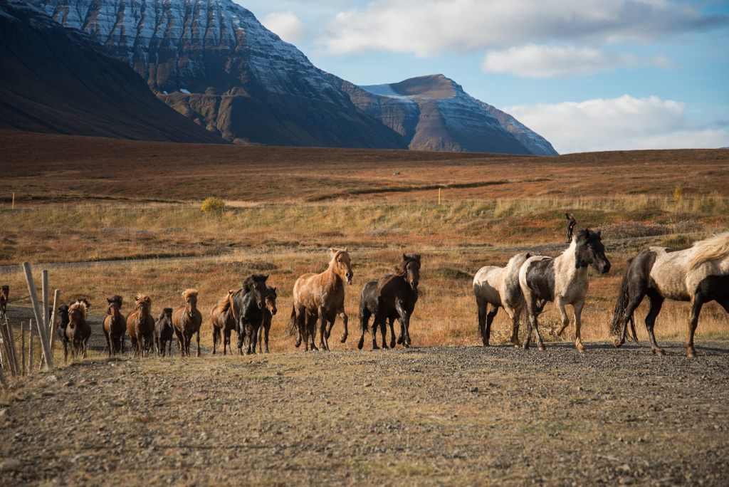 Dalvik iceland