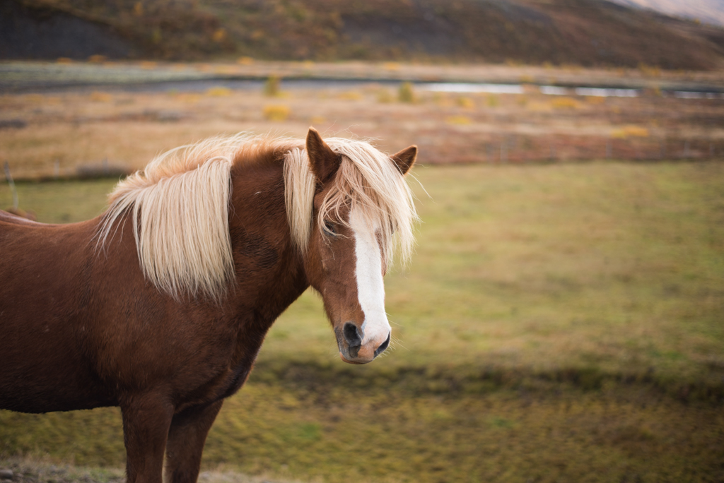 Dalvik iceland