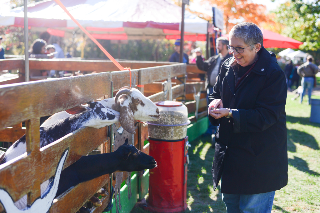 Ajax Pumpkinville