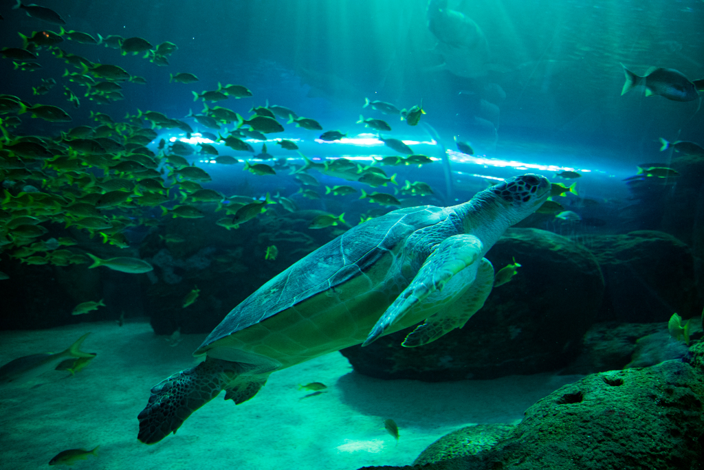 Ripley's Aquarium of Canada