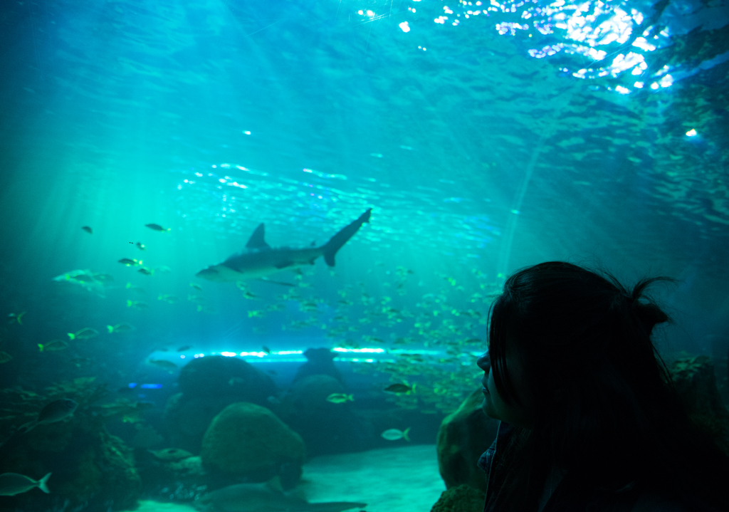 Ripley's Aquarium of Canada