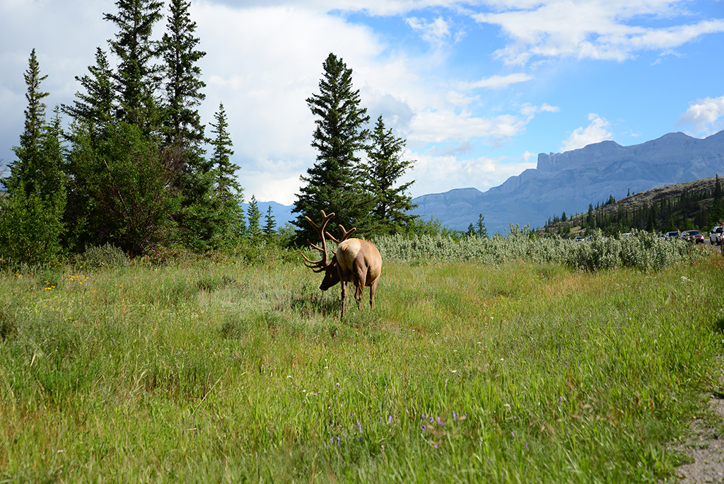 Jasper National Park