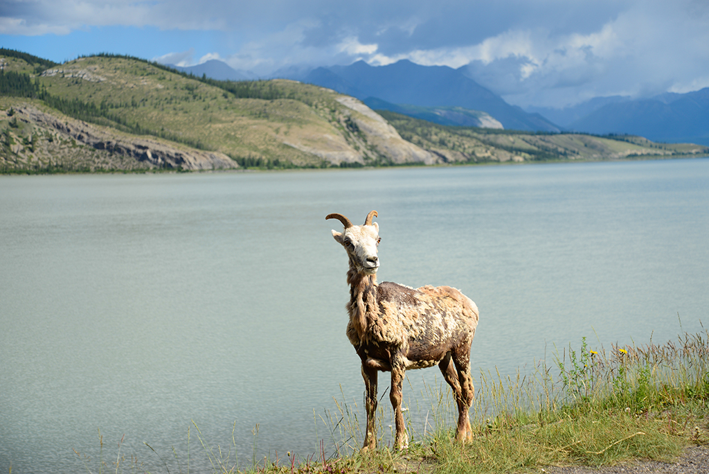 Jasper National Park