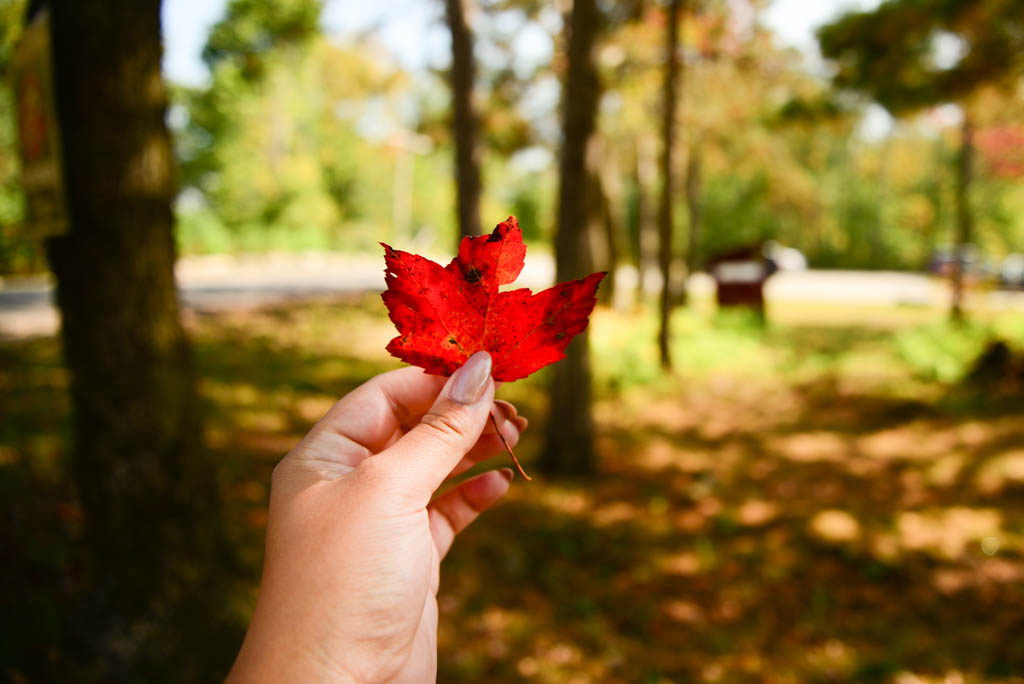 Johnston's Cranberry Marsh & Muskoka Lakes Winery