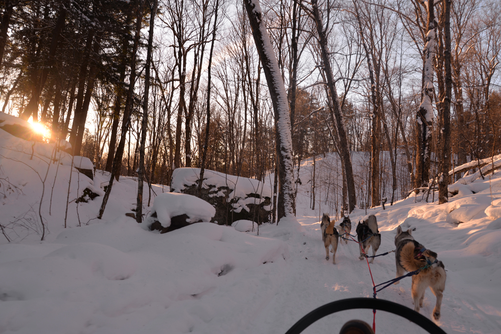 Winterdance Dog Sled Tours