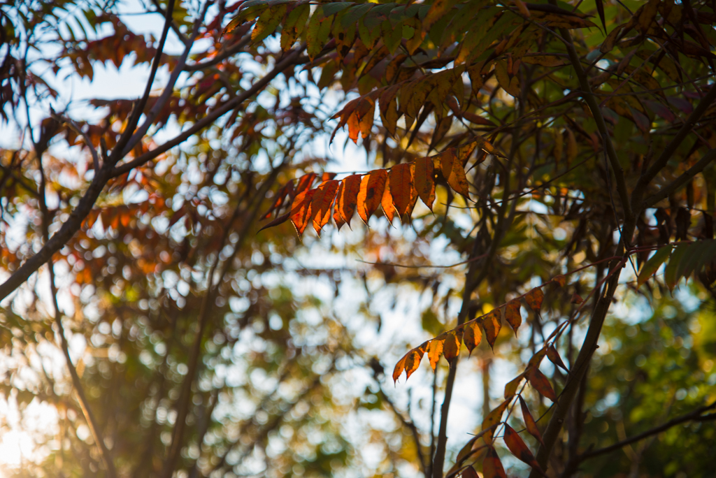  Greenwood Conservation Area