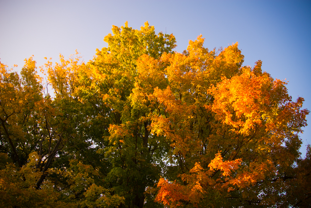  Greenwood Conservation Area