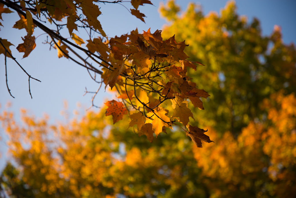  Greenwood Conservation Area