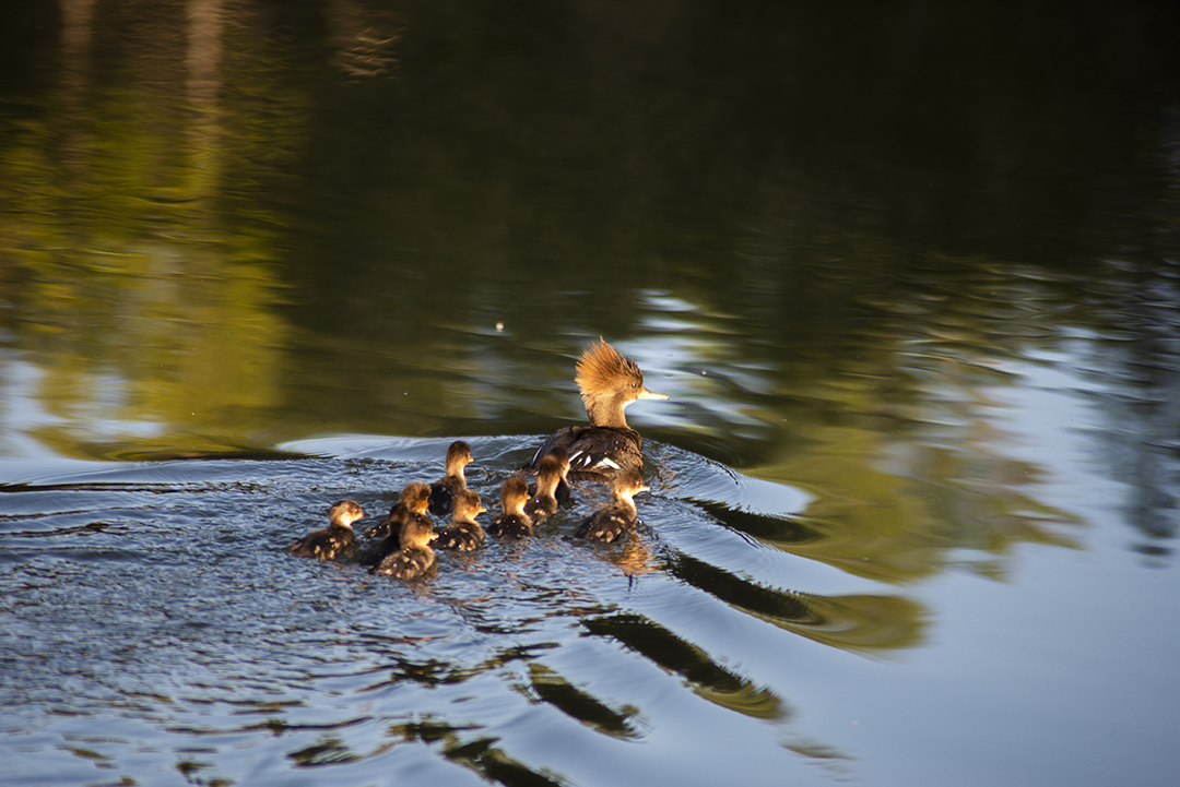 Wildlife at Whispering Springs